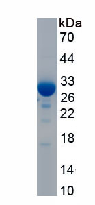 RPC466Hu01.jpg