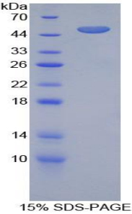 Recombinant Furin (FUR)