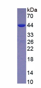 Recombinant G Protein Beta 1 (GNb1)