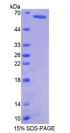 RPC508Hu01.jpg