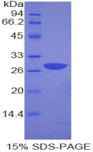 Recombinant Growth Factor Receptor Bound Protein 2 (Grb2)