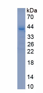 Recombinant Growth Hormone Secretagogue Receptor (GHSR)