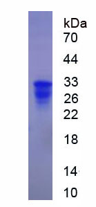 Recombinant Histone H1 (H1)