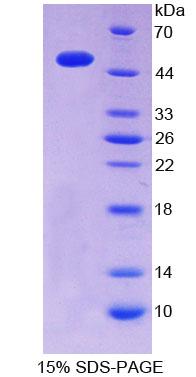 Recombinant Inosine Triphosphatase Pyrophosphatase (ITPA)