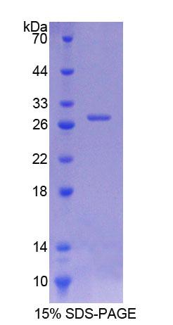 Recombinant Intersectin 1 (ITSN1)