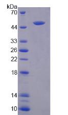 Recombinant Legumain (LGMN)