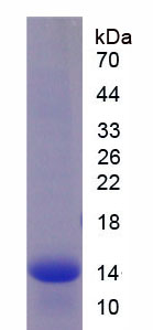 Recombinant Luteinizing Hormone Beta Polypeptide (LHb)