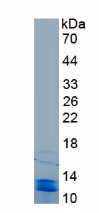 Recombinant Urocortin 2 (UCN2)