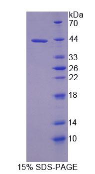 RPC589Ra01.jpg