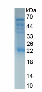 Recombinant X-Box Binding Protein 1 (XBP1)