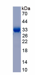 RPC607Hu01.jpg