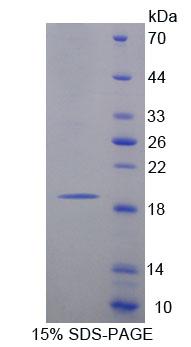 RPC614Ra01.jpg