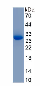 Recombinant Mitofusin 1 (MFN1)