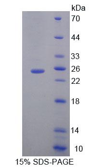 RPC623Mu01.jpg