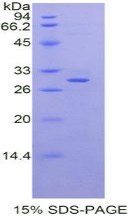 Recombinant Moesin (MSN)