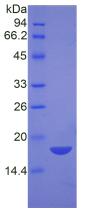 Recombinant Nucleophosmin 1 (NPM1)