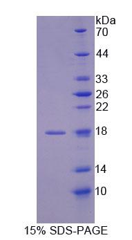 Recombinant Nuclear Transport Factor 2 (NUTF2)