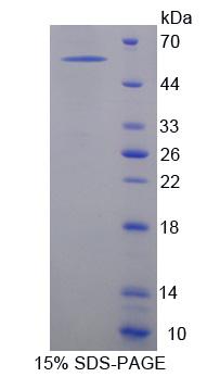 Recombinant Neurexophilin 1 (NXPH1)