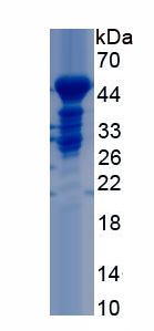 Recombinant Odorant Binding Protein 2A (OBP2A)