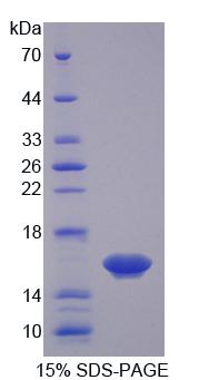 Recombinant Osteoglycin (OGN)