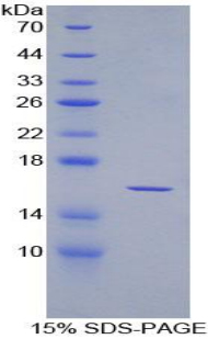 Recombinant Osteoglycin (OGN)