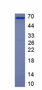 Recombinant Oligodendrocyte Lineage Transcription Factor 2 (OLIG2)