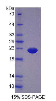 Recombinant Optic Atrophy 3 (OPA3)