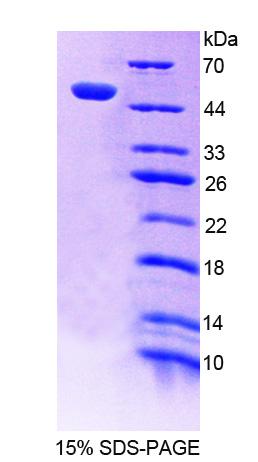 Recombinant Polymerase DNA Directed Delta 1 (POLd)