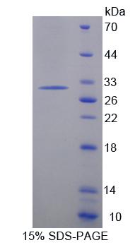 RPC739Mu01.jpg