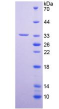 Recombinant Peptidylglycine Alpha Amidating Monooxygenase (PAM)