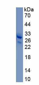 RPC748Hu01.jpg