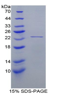 Recombinant Peroxiredoxin 1 (PRDX1)