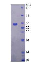 RPC754Hu01.jpg