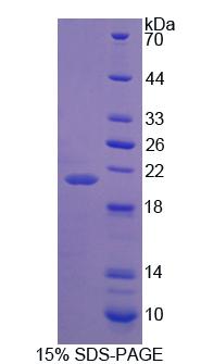 Recombinant Proline Dehydrogenase, Mitochondrial (PRODH)