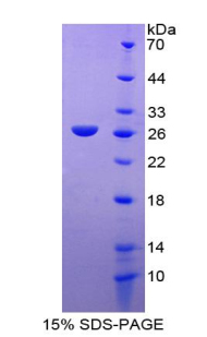 Recombinant Reelin (RELN)