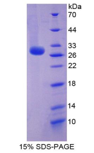 Recombinant Reelin (RELN)