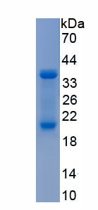 Recombinant Reelin (RELN)