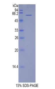 Recombinant Telomeric Repeat Binding Factor 1 (TERF1)