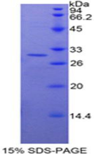 RPC803Hu01.jpg