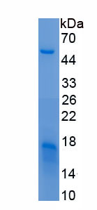 Recombinant Thyroid Stimulating Hormone Receptor (TSHR)