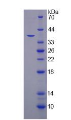 Recombinant Tripeptidyl Peptidase I (TPP1)