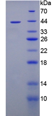 Recombinant Tripeptidyl Peptidase I (TPP1)