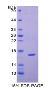 Recombinant Adenylyl Cyclase Associated Protein 2 (CAP2)