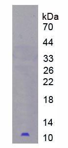 Recombinant Peptidase Inhibitor 3, Skin Derived (PI3)