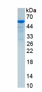 Recombinant Aminoadipate Semialdehyde Synthase (AASS)