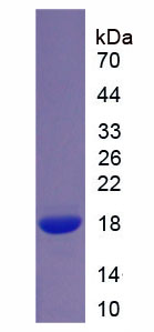 Recombinant Serglycin (SRGN)