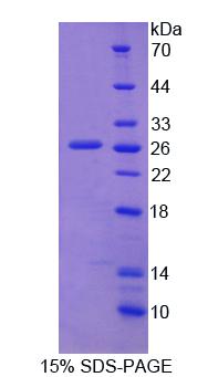 RPC870Mu01.jpg