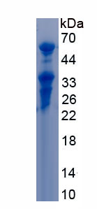 RPC872Hu01.jpg