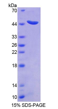 RPC873Hu01.jpg