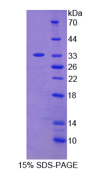 Recombinant Syntaxin 2 (STX2)